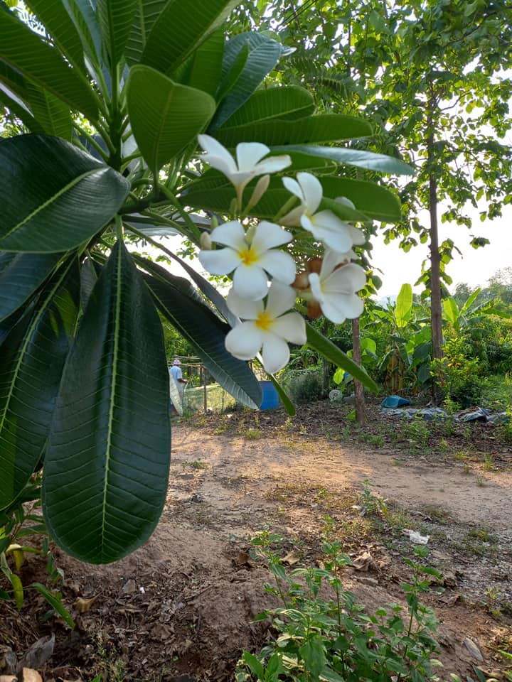 ขายที่ดินพิษณุโลก วังทอง 2ไร่