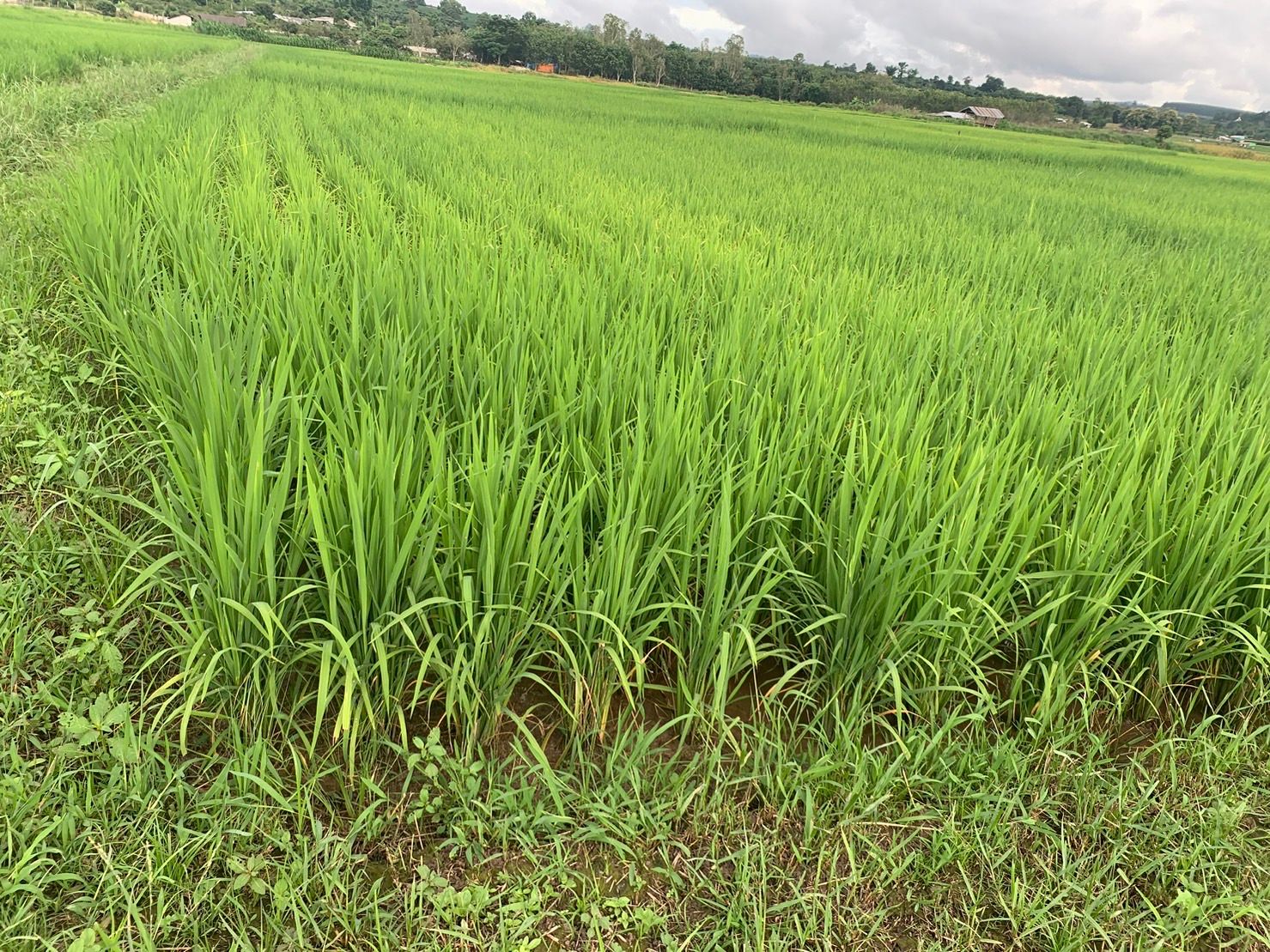ขายที่ดิน 12 ไร่