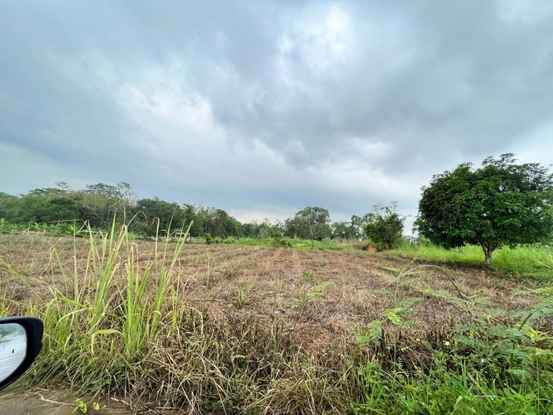 ขายที่ดินถูก มีโฉนด ทำเลดีแปลงสวย บรรยากาศดี  ใกล้ศูนย์การแพทย์ ม. แม่ฟ้าหลวงเชียงราย 2 งาน