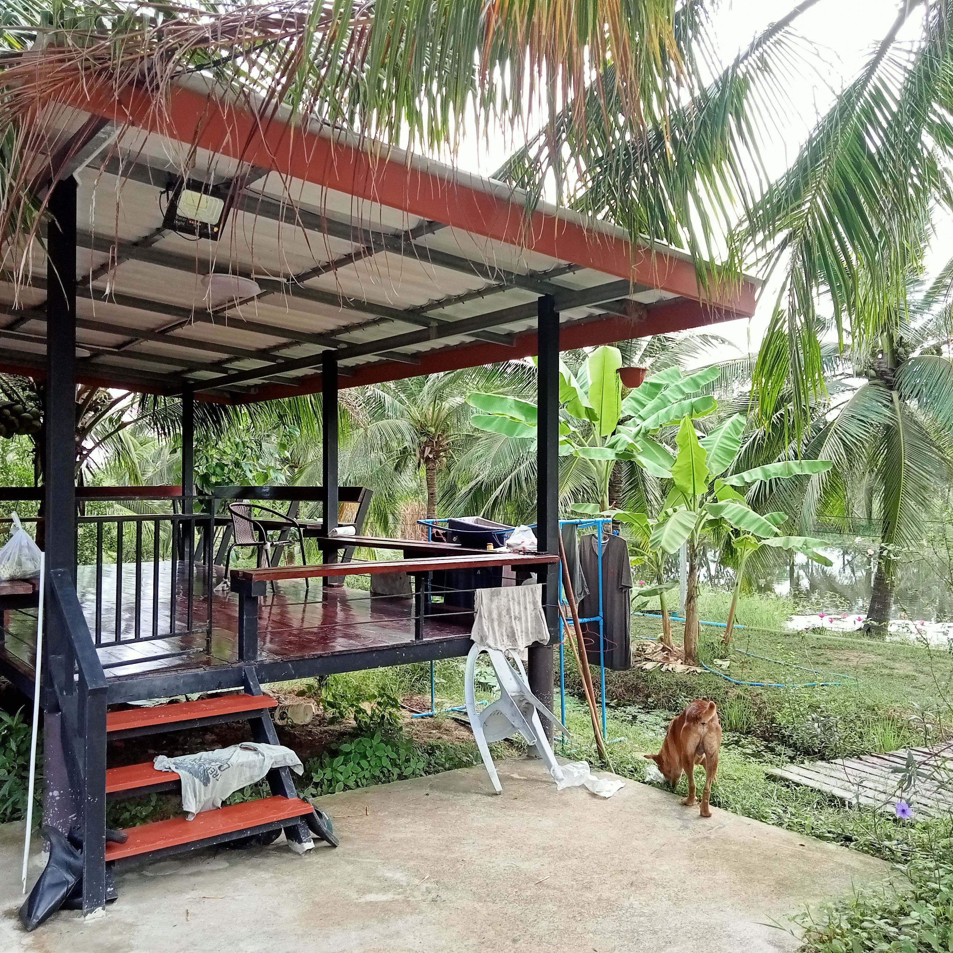 ขายที่ดินพร้อมสวน บ้าน2หลัง มีสวนมะพร้าวน้ำหอม 100+ต้นรายได้เสริม มีบ่อปลา มีสระบัวใหญ่ มีเลี้ยงไก่ออกไข่ทุกวัน มีสวนผักสวนครัวนิดหน่อย น้ำไฟพร้อมทำเลดี ราคาถูก กุยบุรี จ.ประจวบฯ 