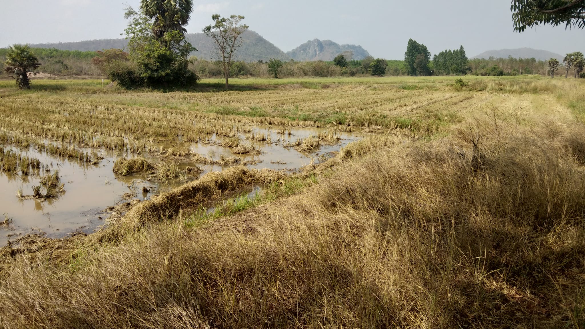 ที่ดินทุ่งนา เพชรบุรี 2 ไร่เศษ 