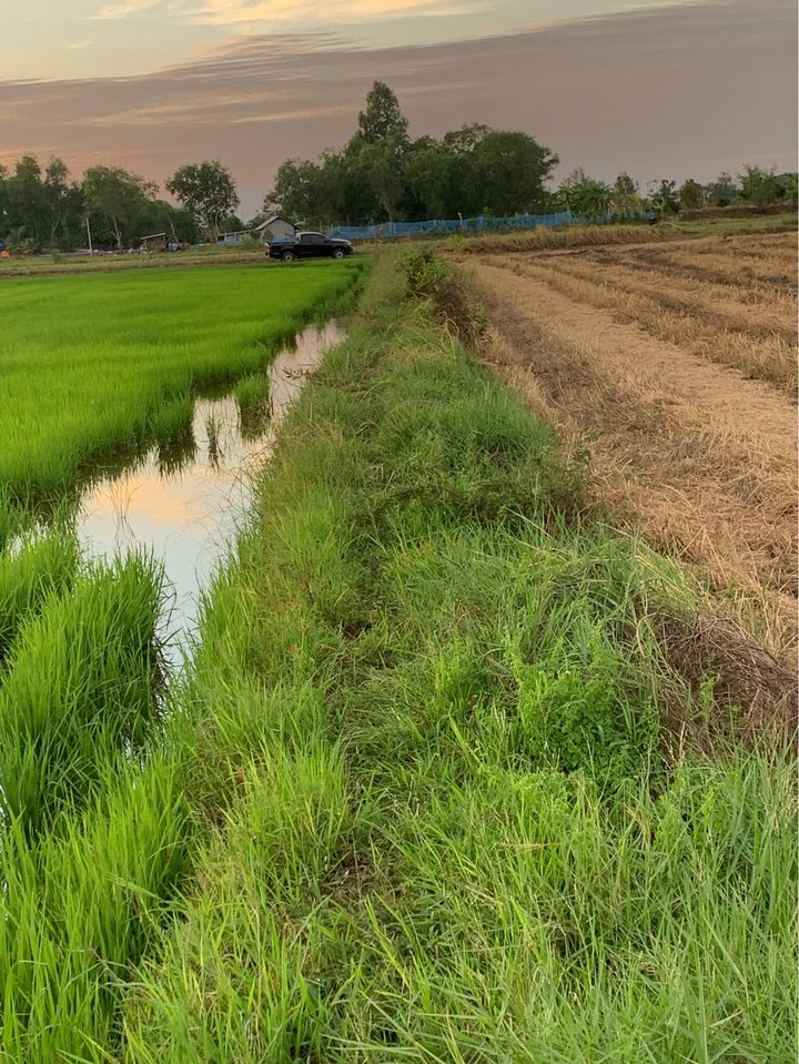 ที่ดินเปล่า อ.ศรีมหาโพธิ จ.ปราจีนบุรี 42-0-0ไร่