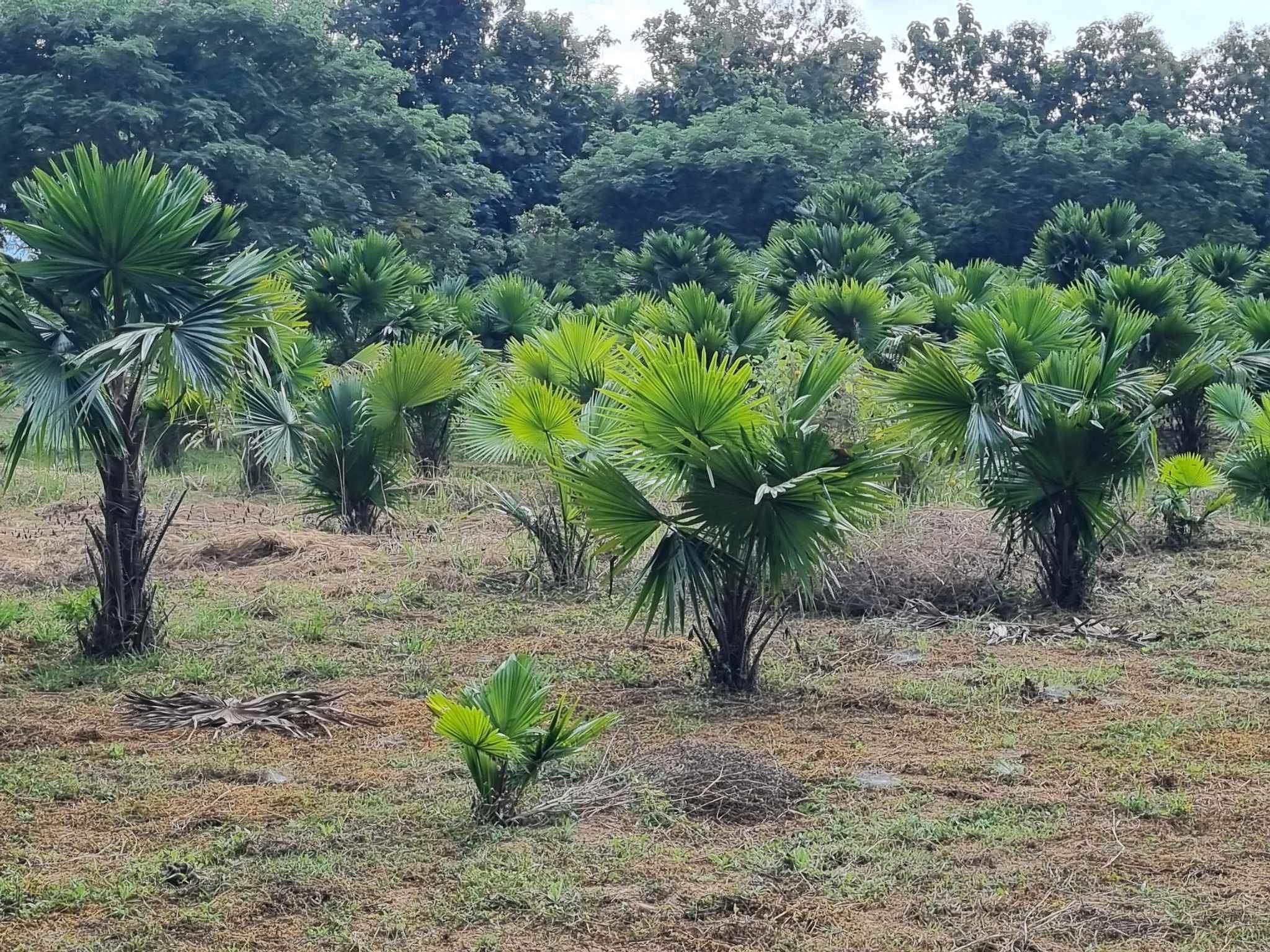 ขาย สวนปาล์ม 8 ไร่ ริมแม่น้ำวัง วิวสวย อากาศดี เหมาะแก่การลงทุน ลำปาง