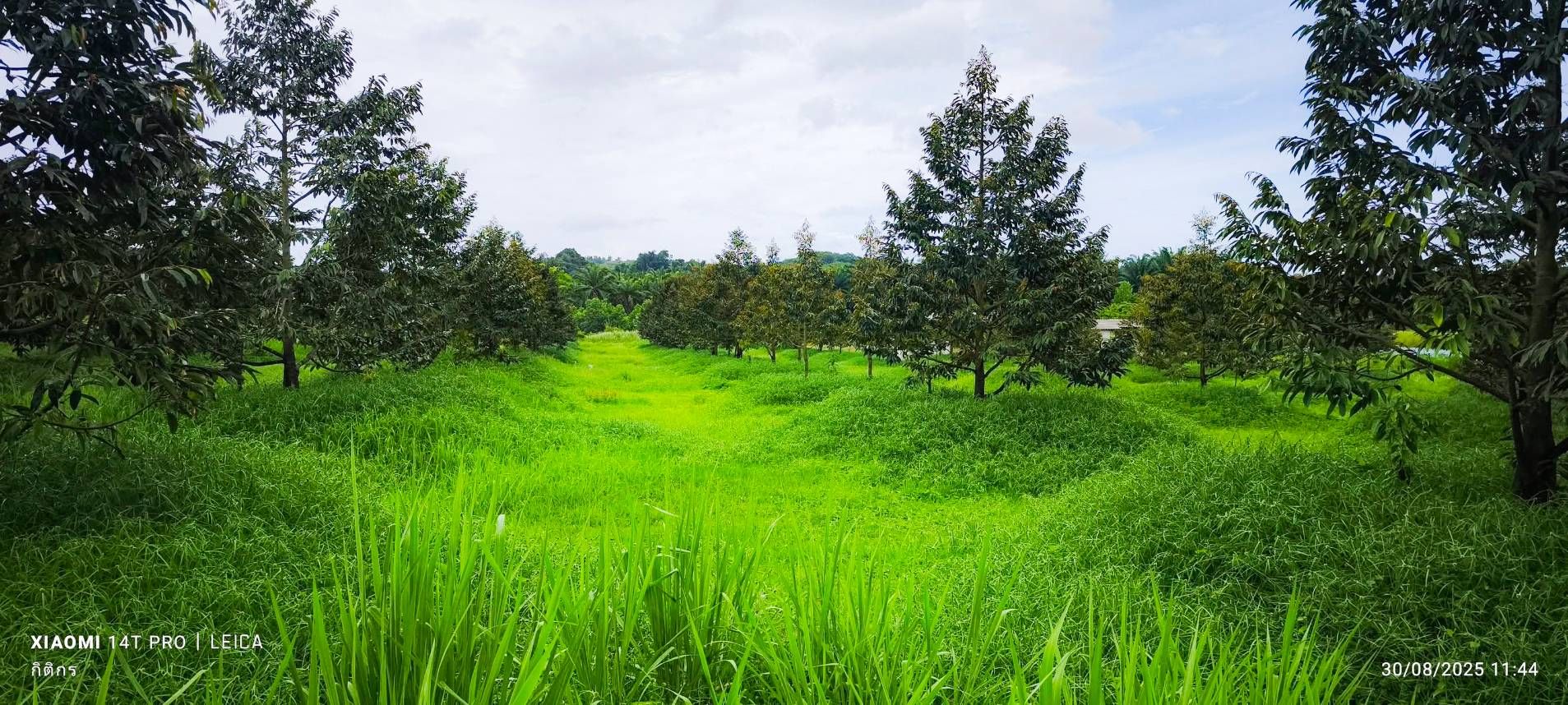 ขายสวนทุเรียน ได้รับผลผลิตแล้ว มีคนดูแลสวนพร้อมบ้านพัก
