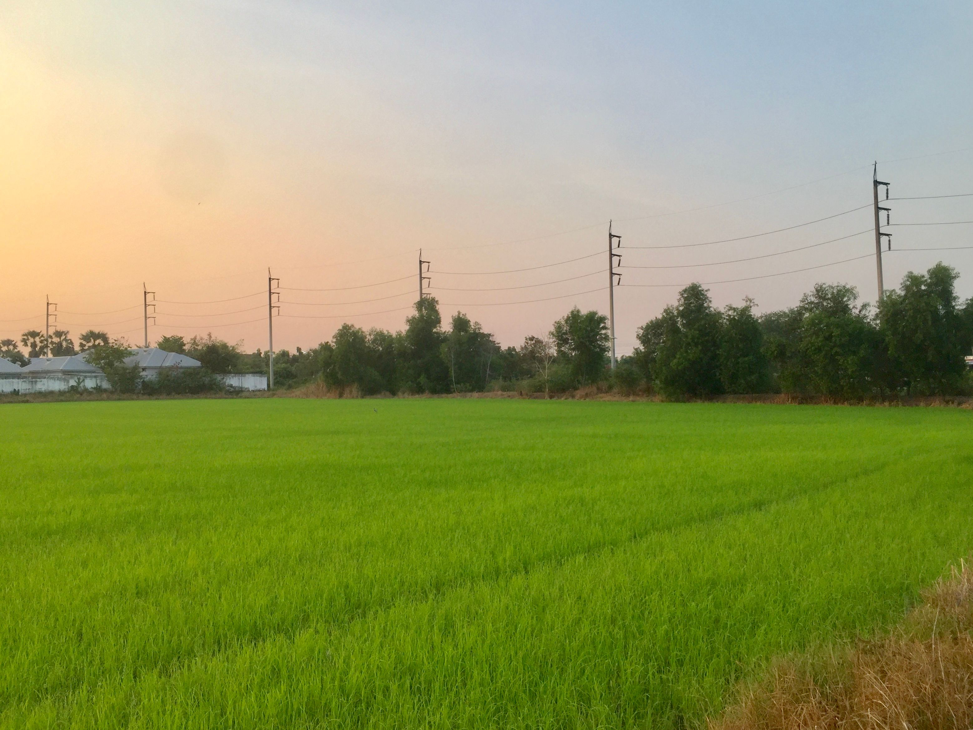ที่ดินซอยเวิร์คพอยท์ ปทุมธานี แปลงใหญ่สีชมพู 36 ไร่ 46 ตรว.