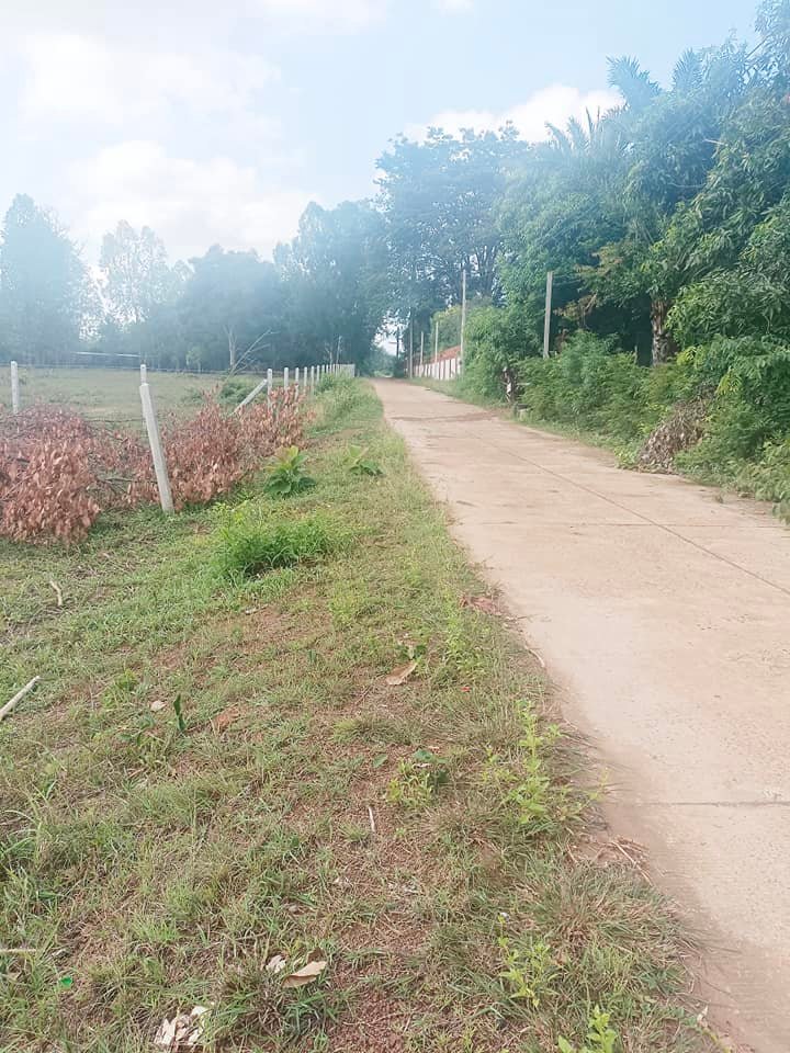 ที่ดิน ตรงข้ามหน้าโรงเรียนหนองบัว อุดรธานี 2 งาน