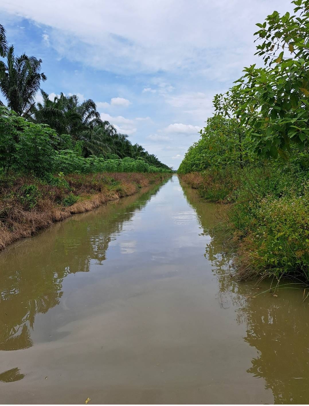 ที่ดินแปลงยาว หนองเสือ ปทุมฯ 50-0-0