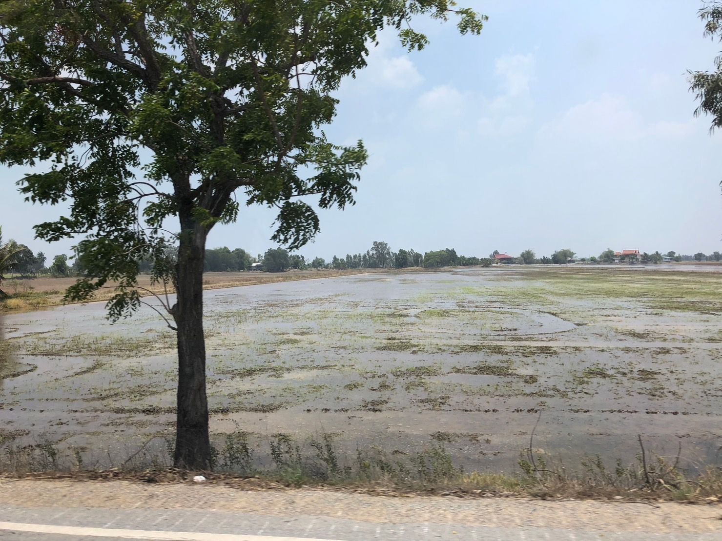 ขายที่ดินเป็นที่นา มีถนนเข้าออก 10 ไร่