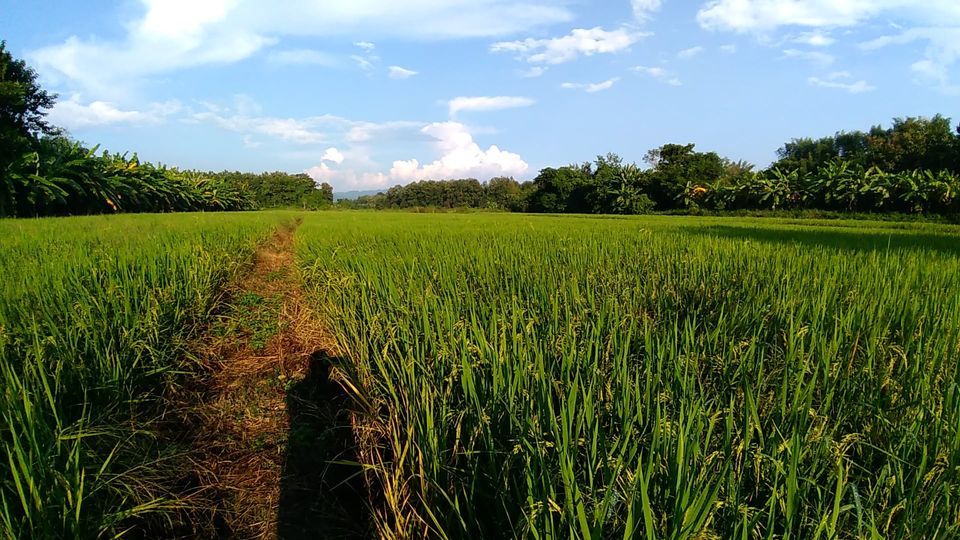 ขายที่ดิน ลำปาง 8-3-29 ไร่