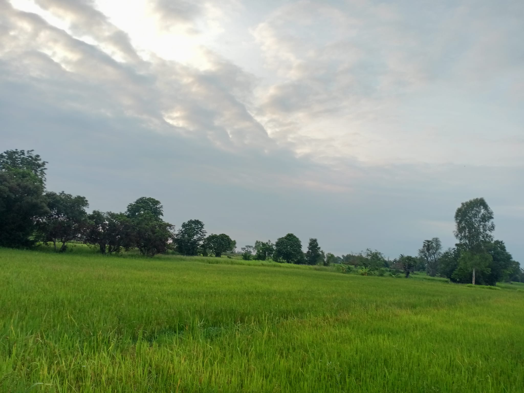 ที่ดินที่นา ยางตลาด กาฬสินธุ์ 4-3-87