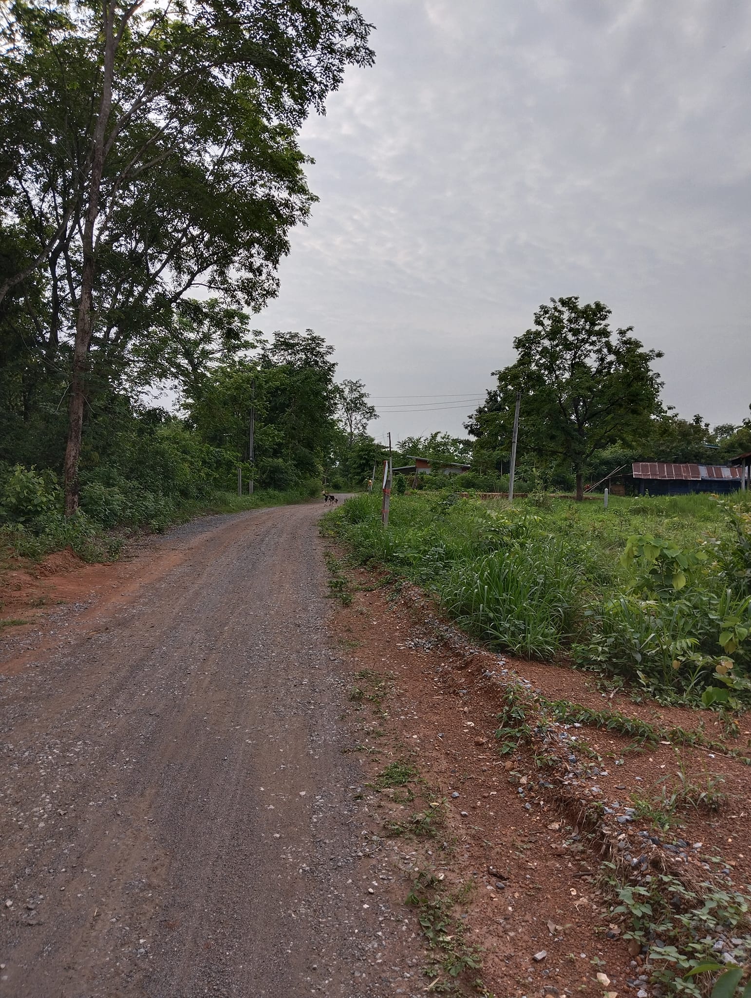 ขายที่ดิน อ.เมืองหนองบัวลำภู 2 ไร่