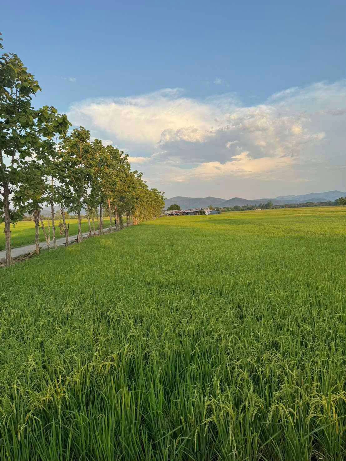 ขายที่ดินด่วน วิวสวยมาก ราคาดีลดเหลือ3M 4ไร่กว่า เชียงใหม่