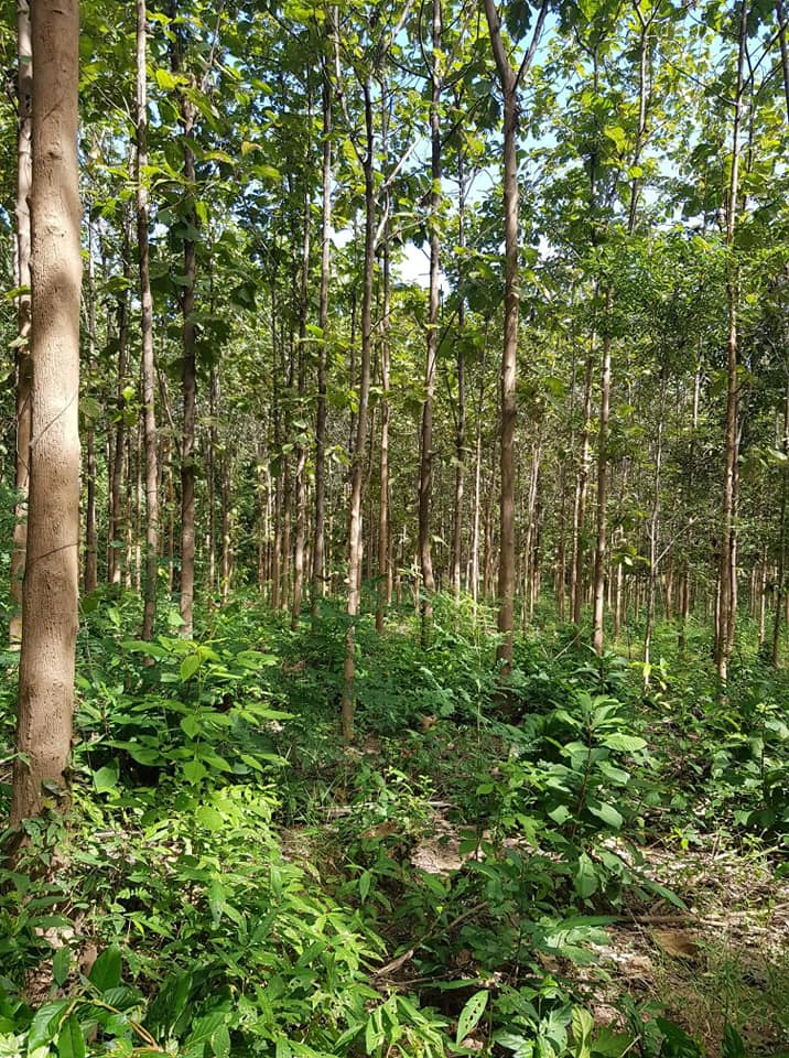 ที่ดินพร้อมสวนสัก อุตรดิตถ์ 13-3-64