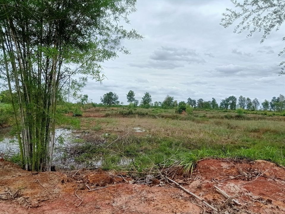 ที่นาที่ไร่จำนวน 17 ไร่เศษ ราคาภูก 17-1-64 ไร่