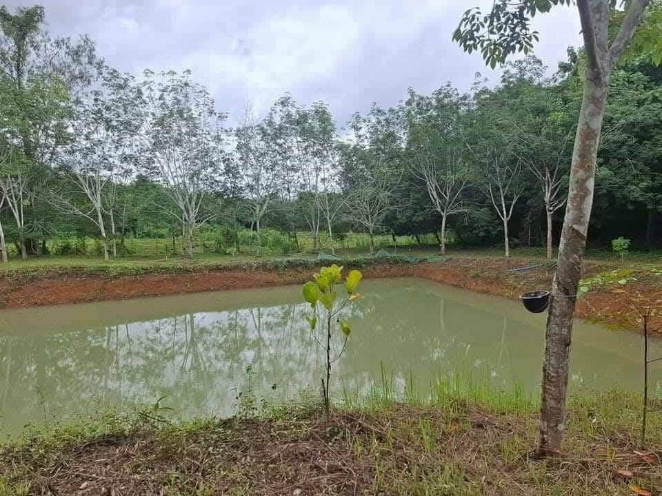 ขายที่ดิน พร้อมสวนยางพารา/บ้านพัก ใน เชียงคาน , เชียงคาน , เลย