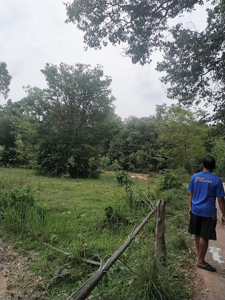 ที่สวน มีไม้ประดู่ อุบลราชธานี 10-1-82 ไร่