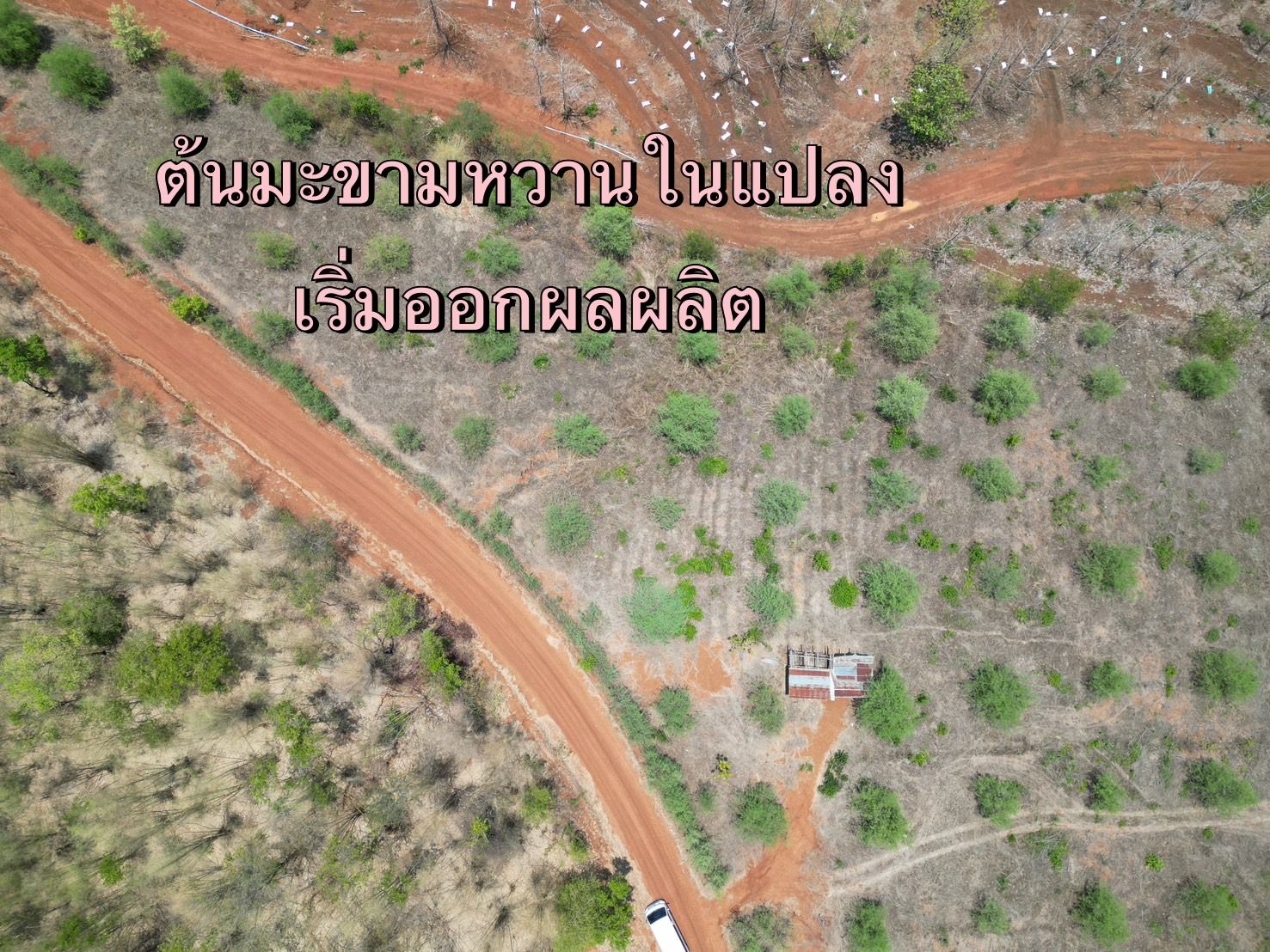 ขายที่ดินเพชรบูรณ์ ที่ดินทำเลดี บรรยากาศเยี่ยม วิวทิวทัศน์หลักสิบล้าน น่าลงทุนมาก สายลุย สายแคมป์ปิ้ง ห้ามพลาด!!! หล่มสัก เพชรบูรณ์ 