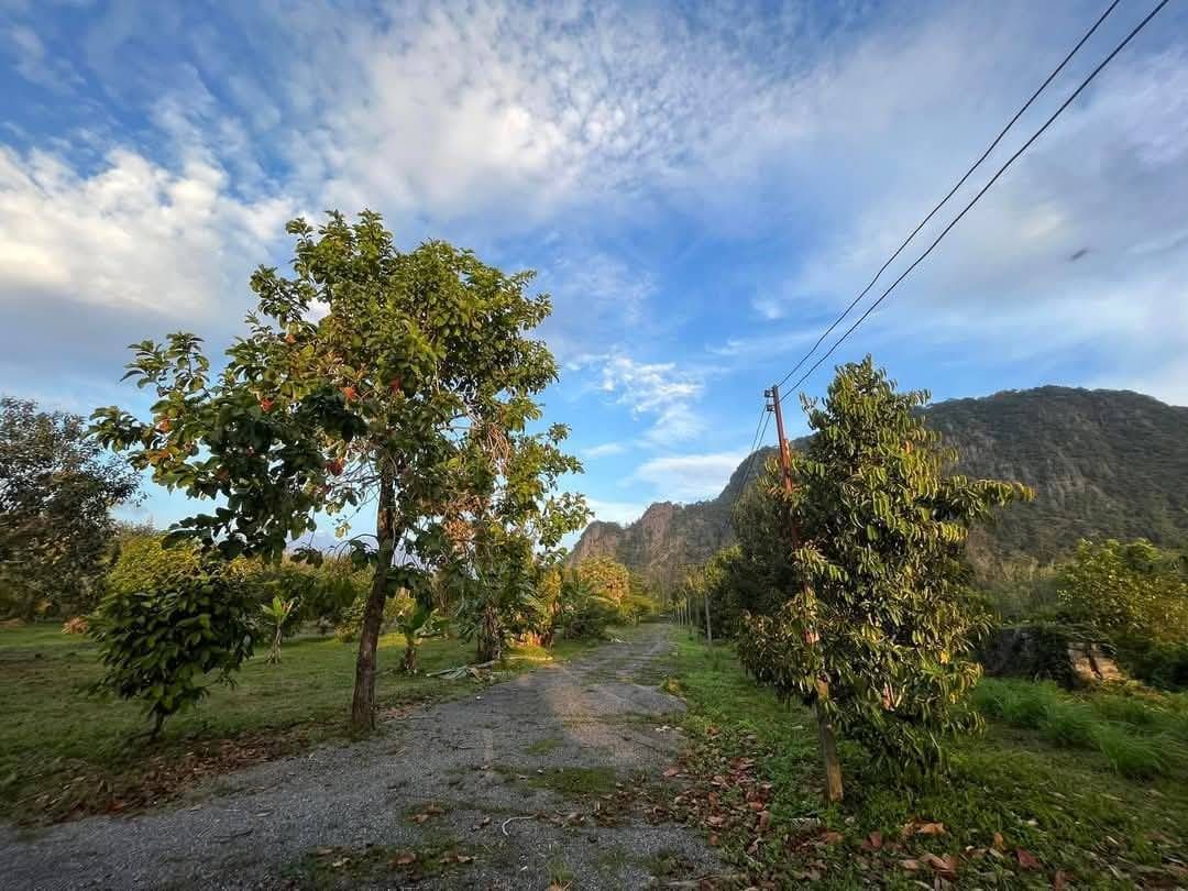 ขายที่ดินบ้านและสวนทุเรียน เมืองสตูล ราคาถูก