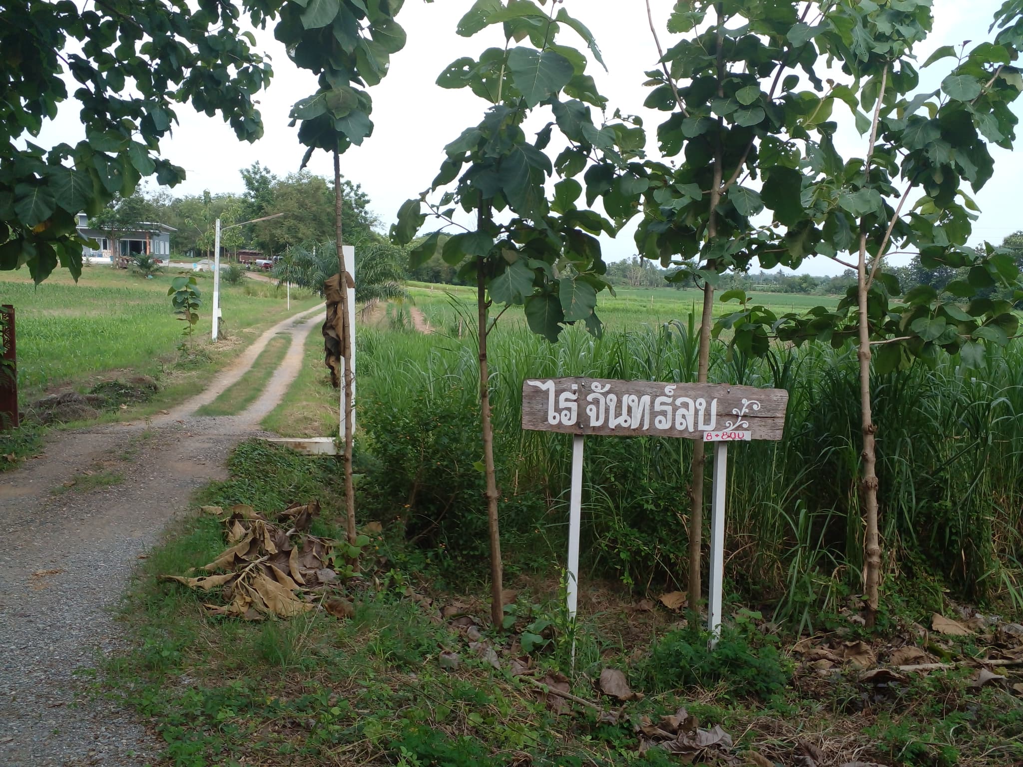 ขายที่ดินเปล่าแปลงใหญ่ เมืองเพชรบูรณ์ 96-1-31
