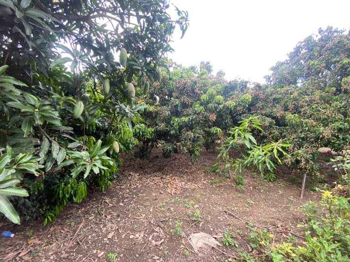 สวนลำไย ป่าซาง ลำพูน 2-3-55.8