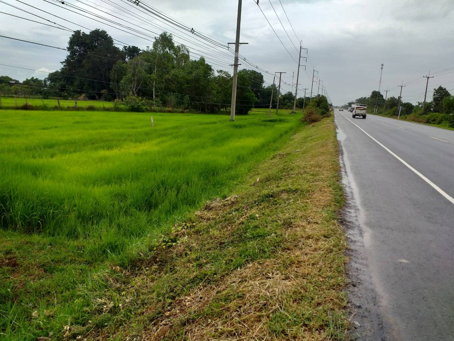 ที่ดินเปล่า ติดถนน สุรินทร์-ศีขรภูมิ 5-1-87
