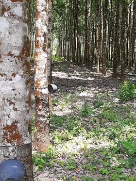 ที่ดินเกาะช้าง ตราด 20-1-40