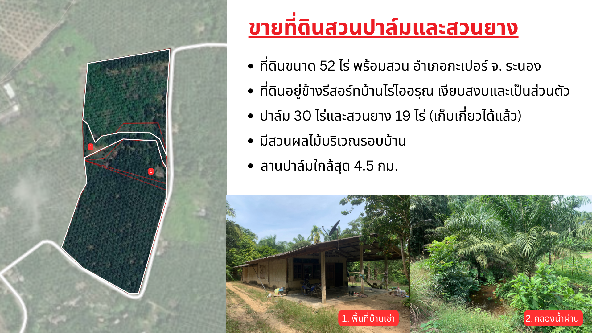 ขายที่ดินพร้อมสวนปาล์มและสวนยางพารา เนื้อที่รวม 52 ไร่ อำเภอกะเปอร์ จังหวัดระนอง