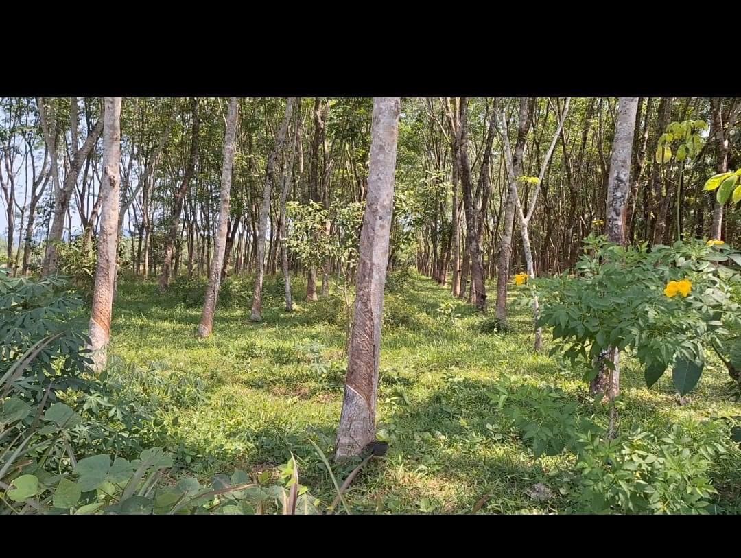 ประกาศขายที่ดิน ตำบลนาเตย อำเภอท้ายเหมือง จังหวัดพังงา