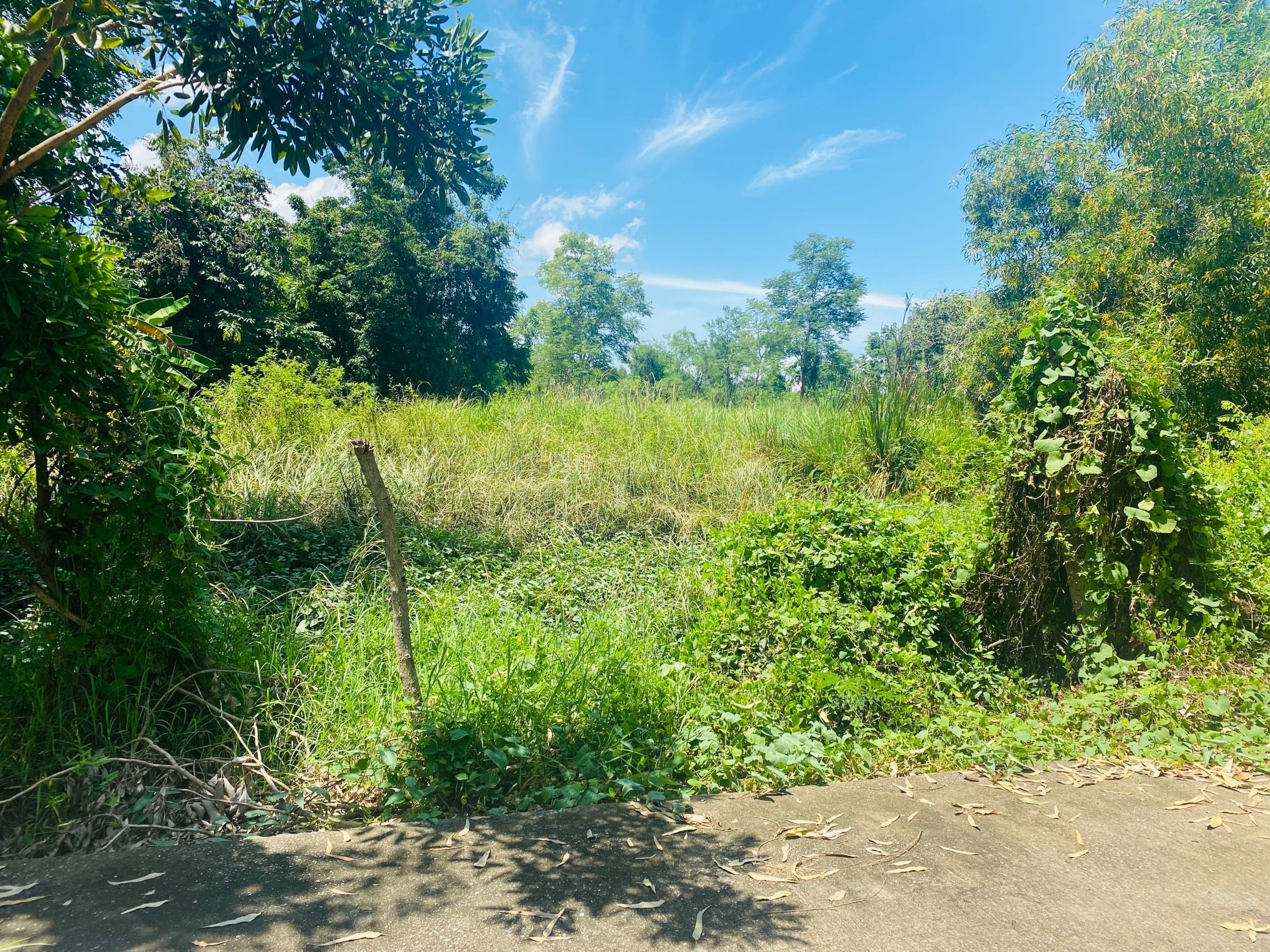 ขายที่ดินด่วน จังหวัดพิจิตร อำเภอตะพานหิน