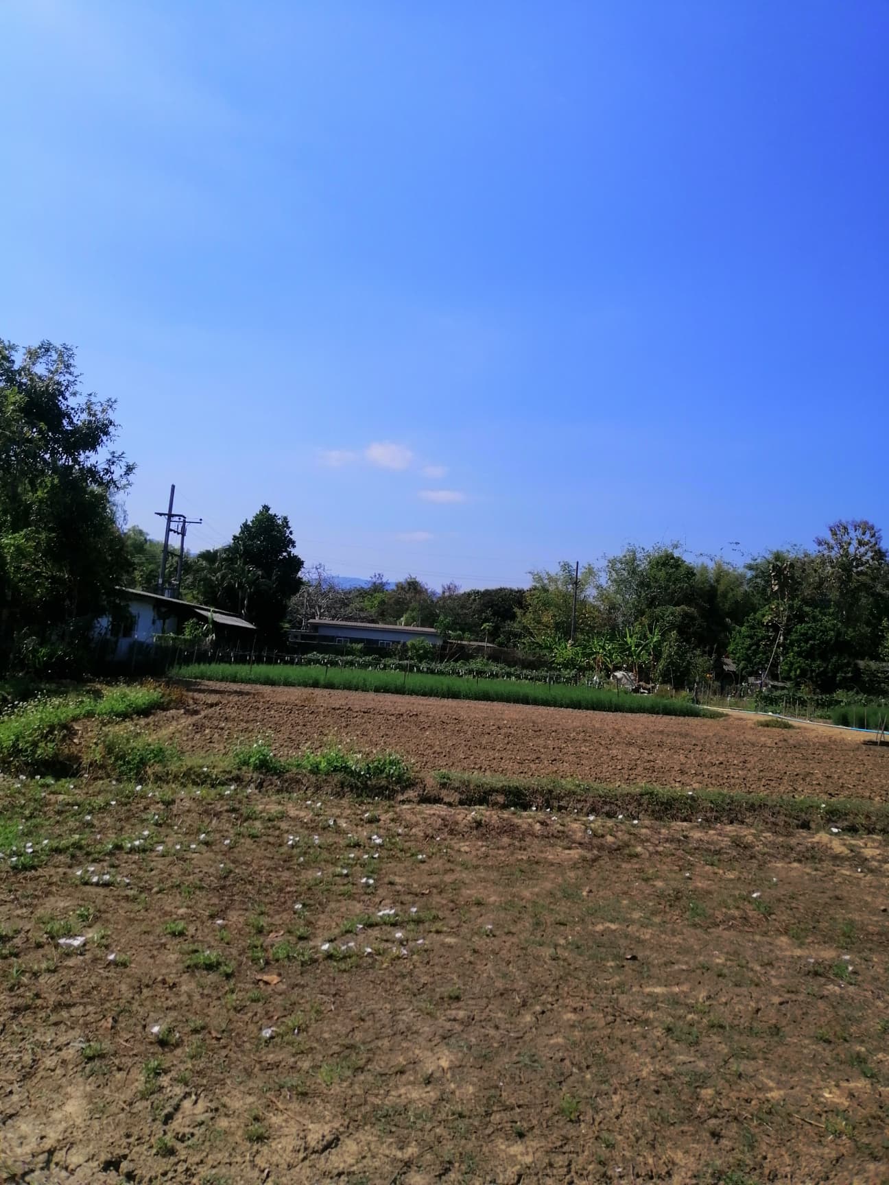 ที่ดินเปล่า บ้านดอนตัน​ เหมืองแก้วแม่ริม 1-1-82 ตร.ว.