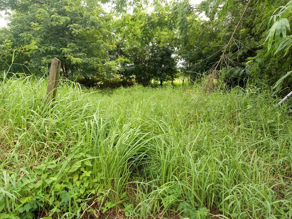 ขายที่ดินเปล่า อ.เมืองอุดรธานี จ.อุดรธานี 310 ตร.ว.