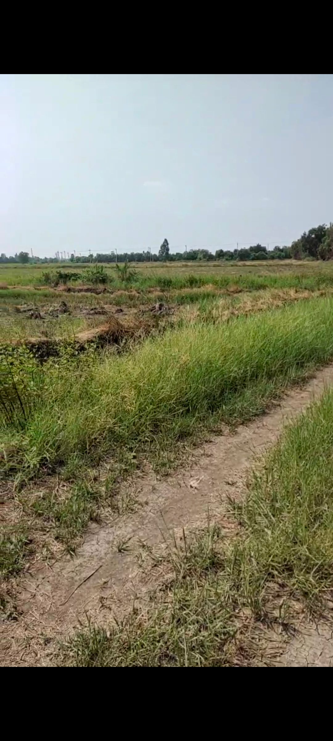 ขายที่นา 45 ไร่ 