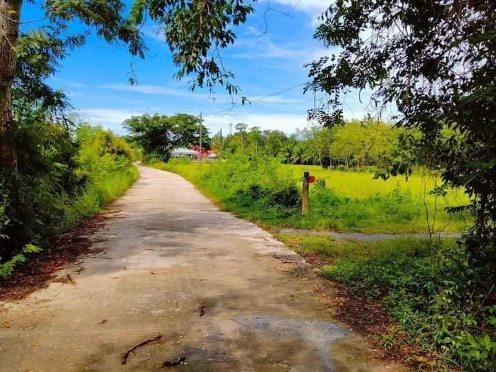 ขายที่ดิน สวนยาง 10 ปี ติดถนนคอนกรีต นครศรีธรรมราช 1-3-50.5 ไร่