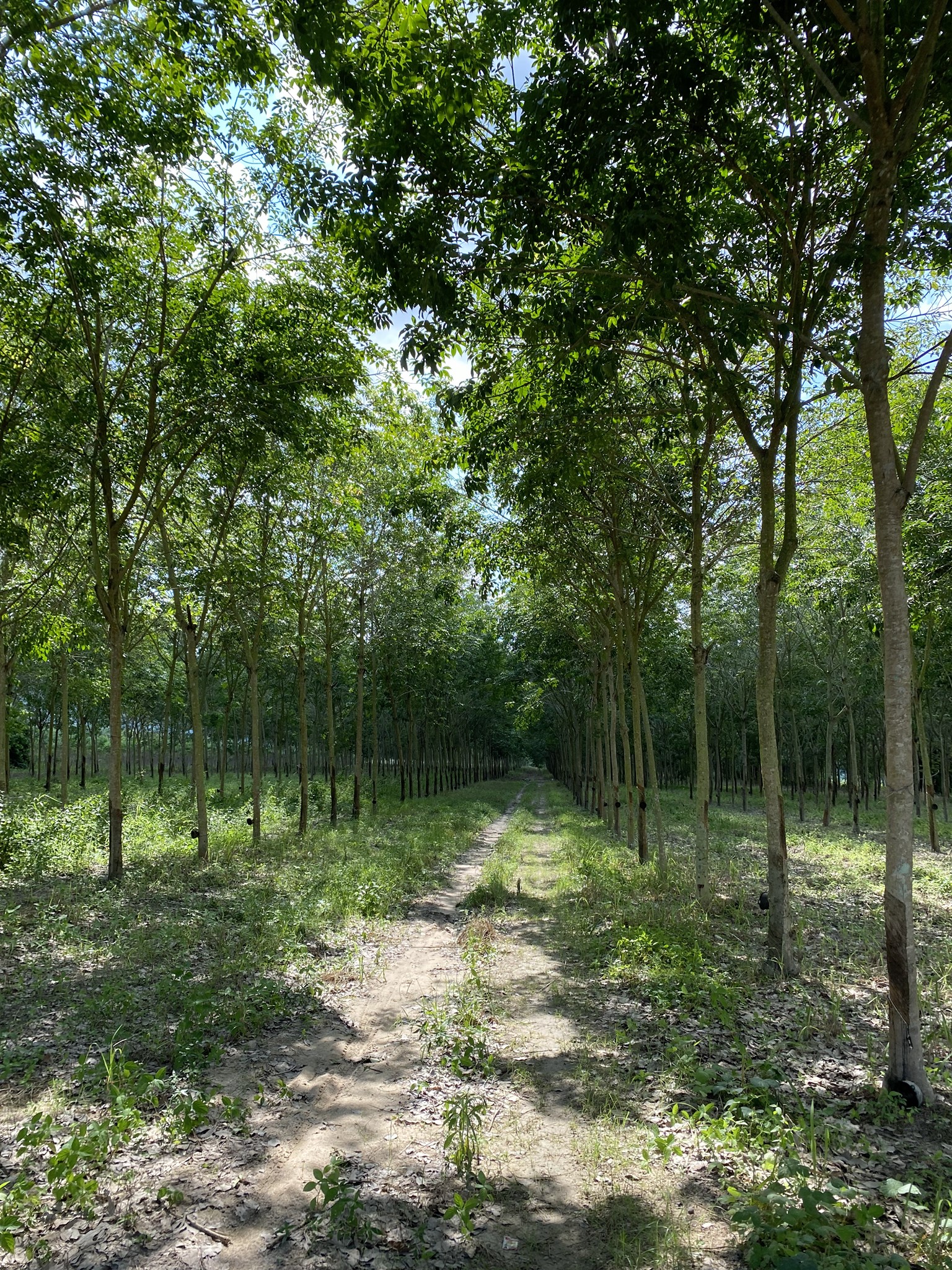 ที่ดิน อ.นิคมพัฒนา จ.ระยอง 23-3-98.4