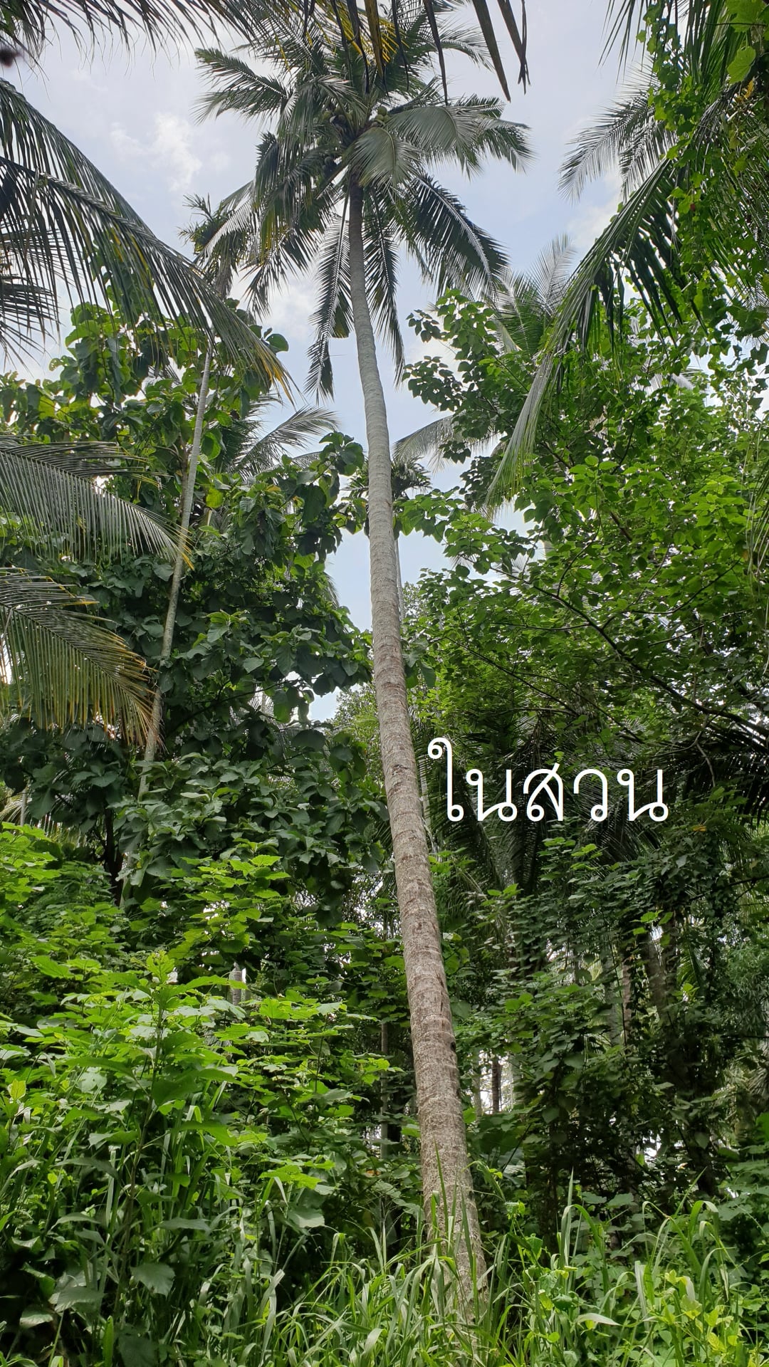 ที่ดิน อ.เมืองเพชรบูรณ์ จ.เพชรบูรณ์ 0-1-63.7 ไร่