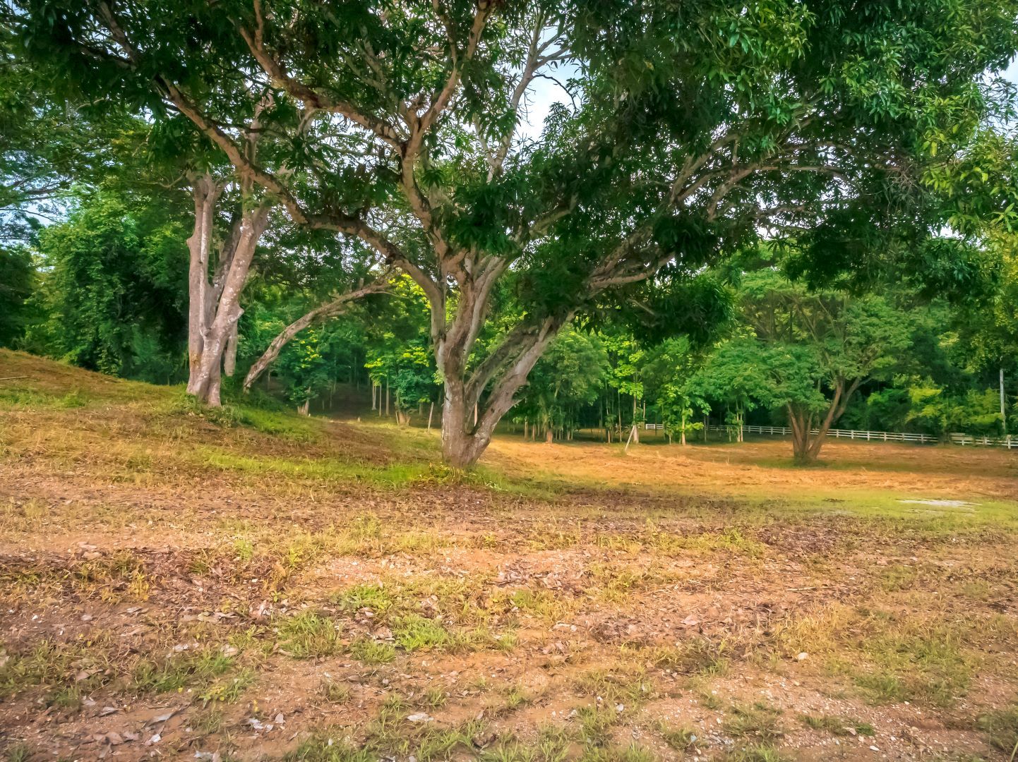 ที่ดินวิวเขา บรรยากาศธรรมชาติ น้ำไม่ท่วม อ.แม่ริม จ.เชียงใหม่ (ยกแปลง หรือ แบ่งแปลง)