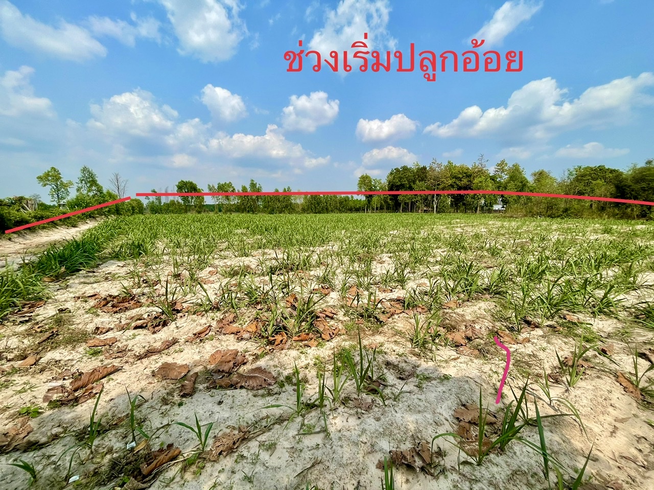 ที่ดินการเกษตรไร่สวน บ้านสวนไร่ละ95,000 อุดรธานี
