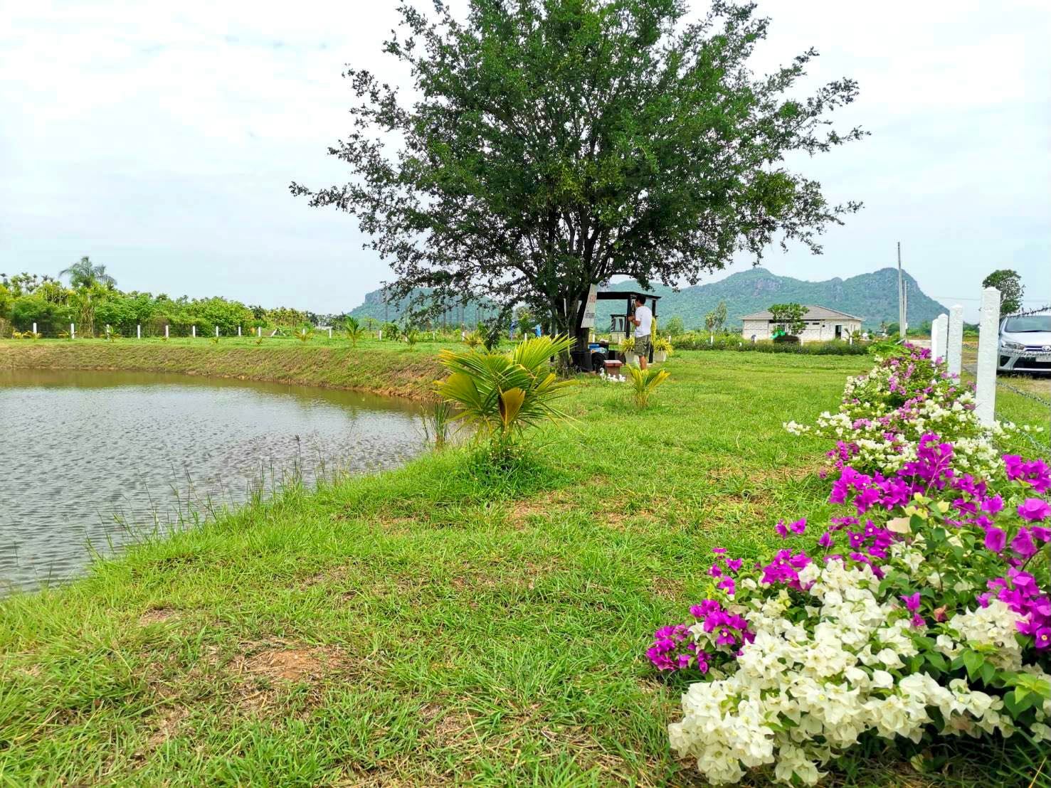 ขายที่ดินกาญจนบุรี ท่าม่วง 1-2-51