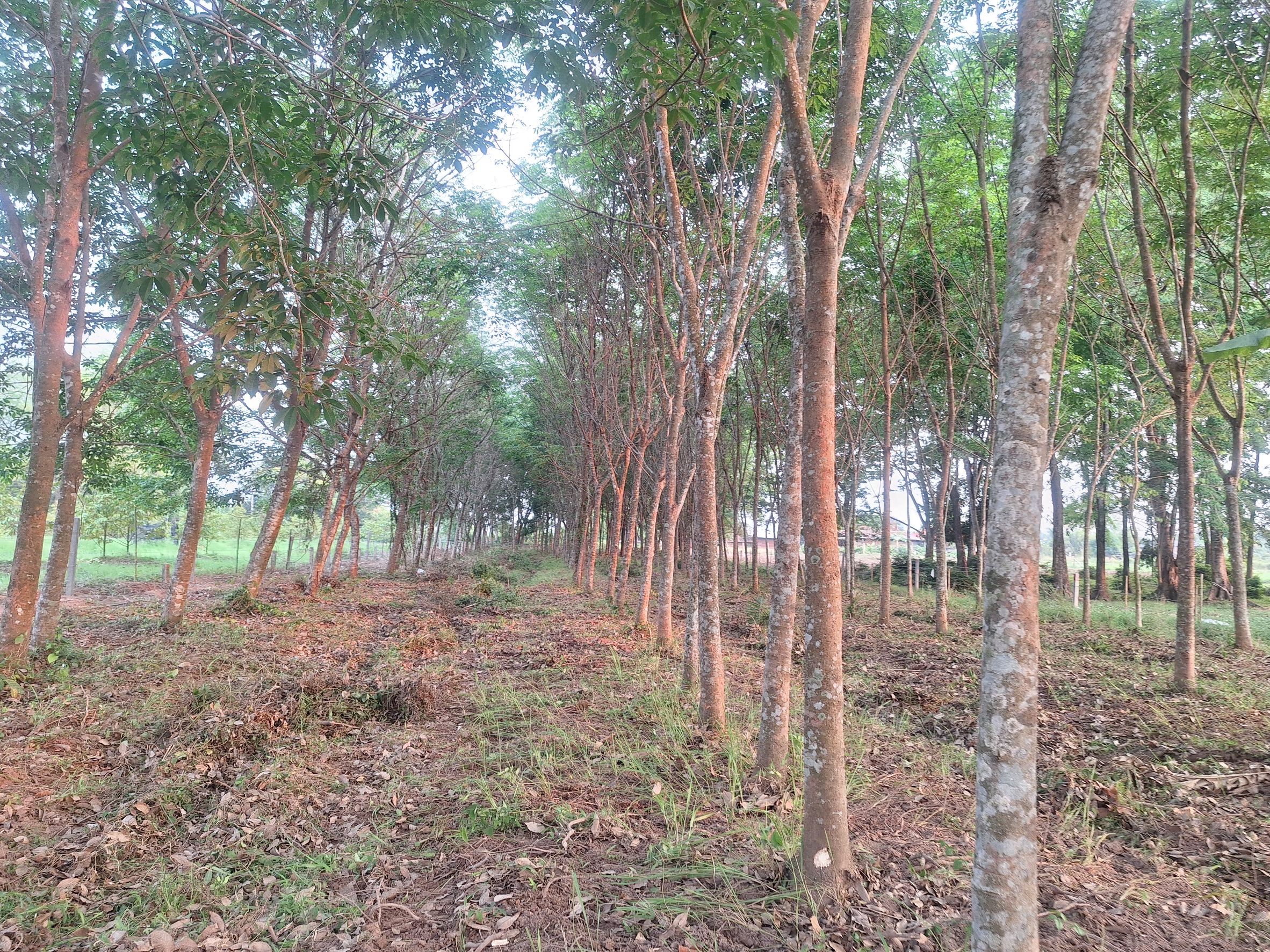 ขายที่ดิน หนองคาย 2-2-4.3 ไร่