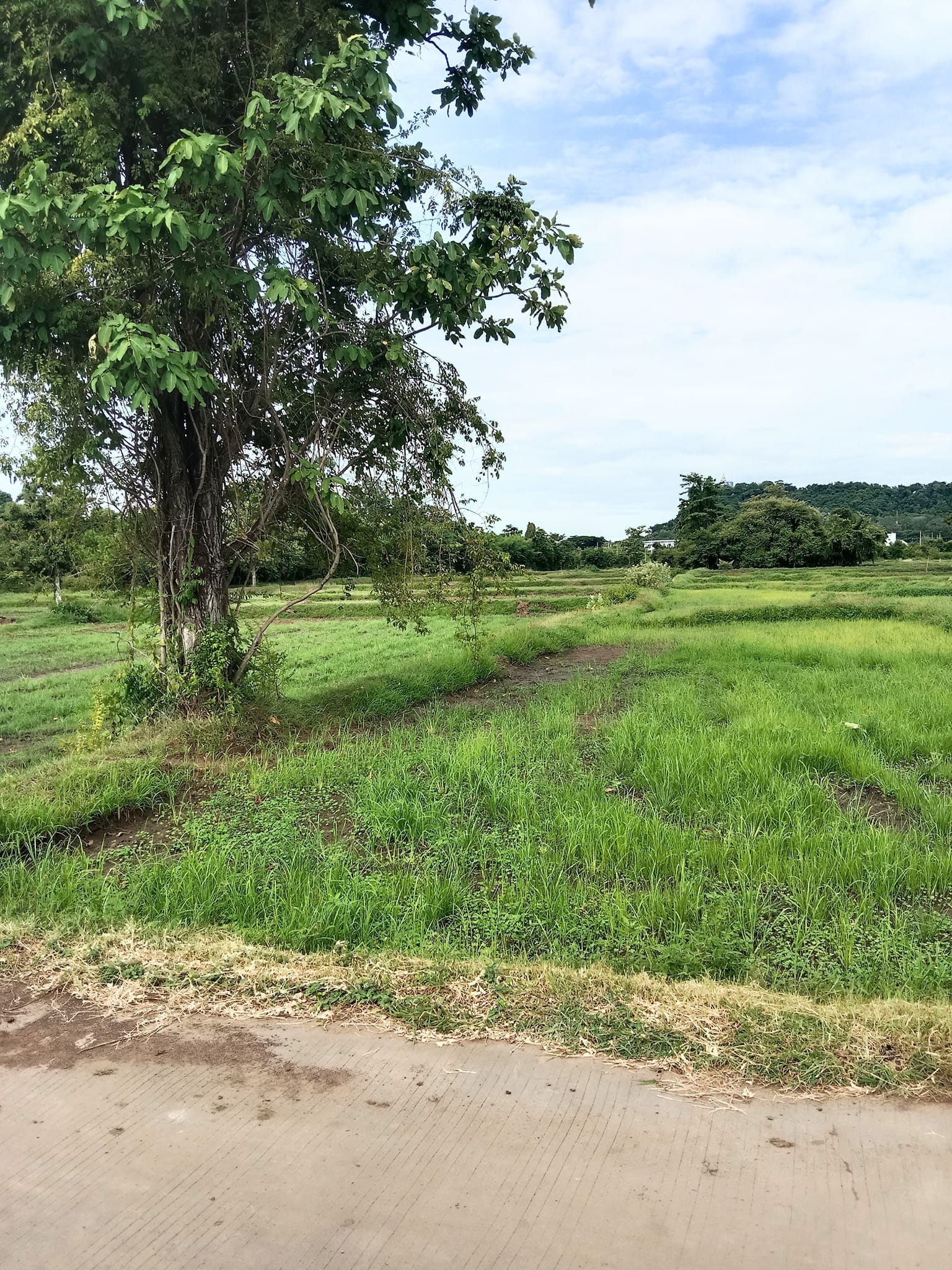 ขายที่ดินเปล่า ด้านหน้าติดทางสาธารณะ บรรยากาศดี 2-0-6 บุรีรัมย์