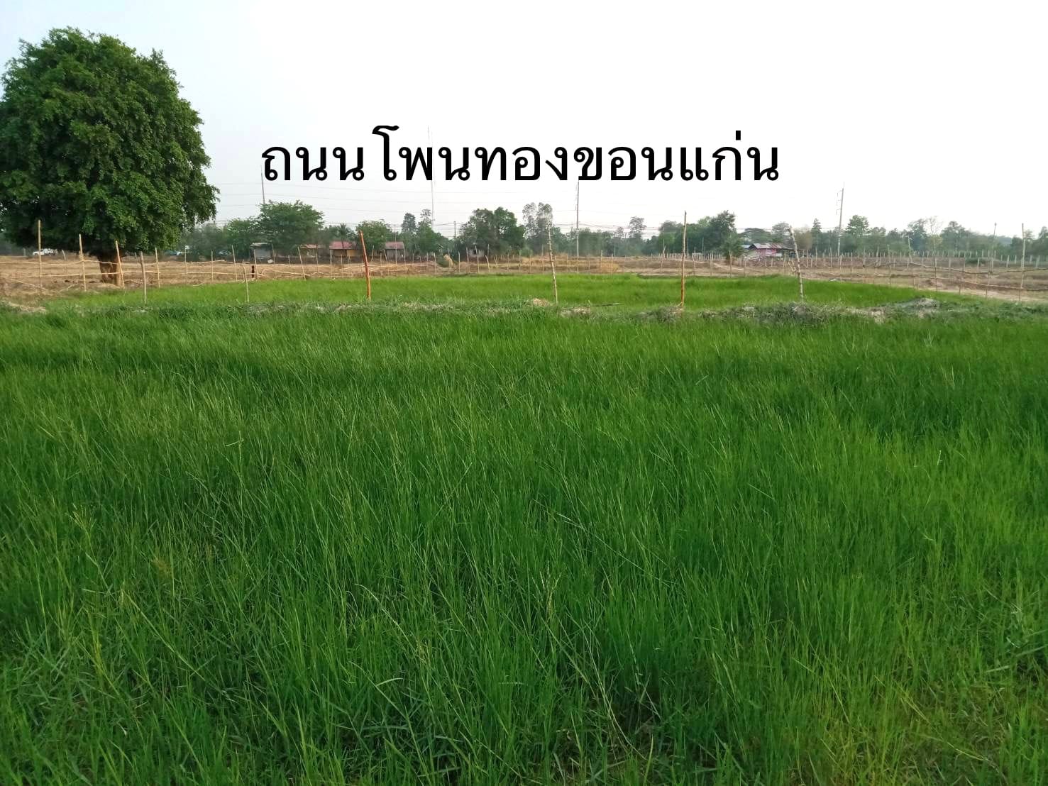 ขายที่ดินติดทางสาธารณะ โพนทอง ร้อยเอ็ด