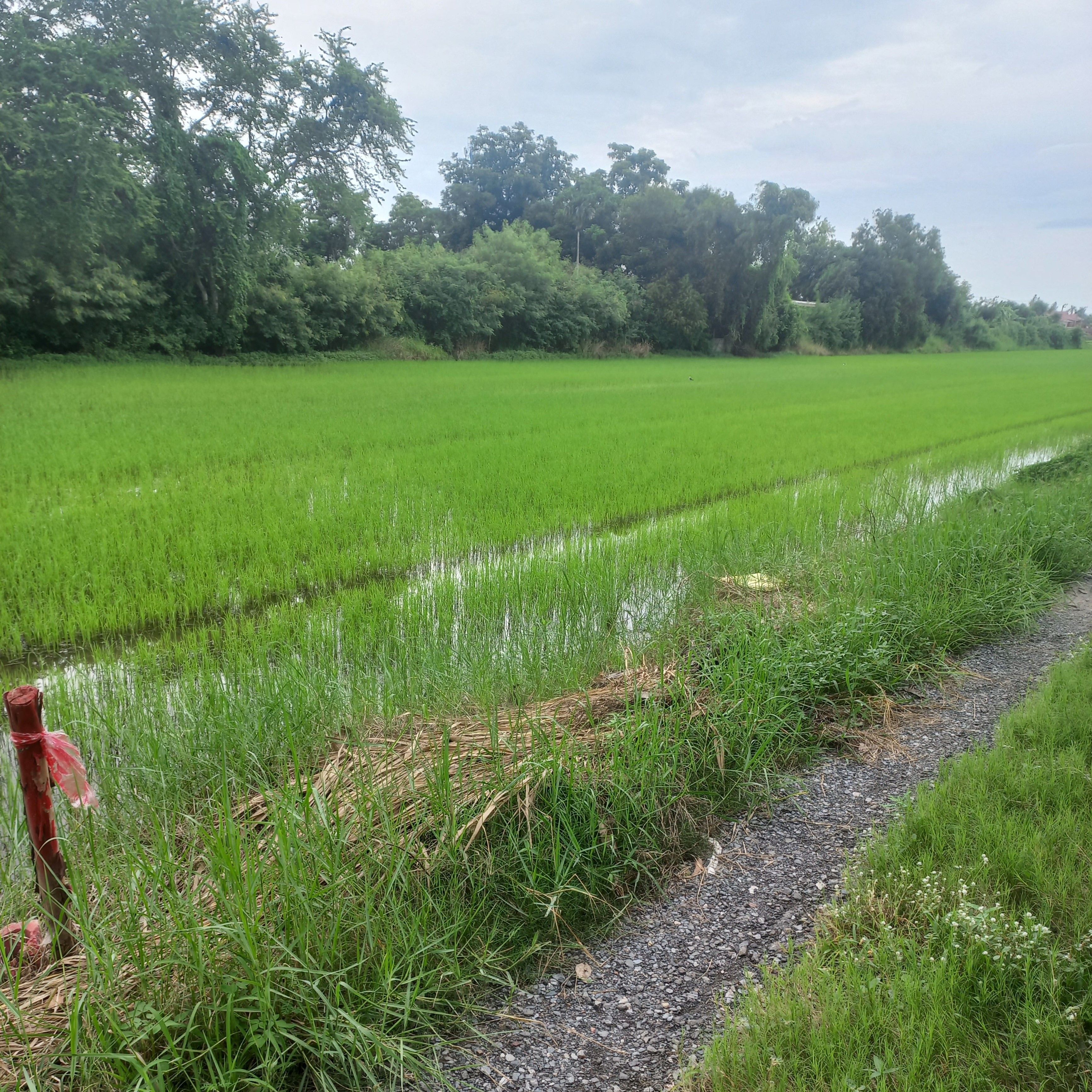 ที่ดินมีนบุรี ราคาถูก