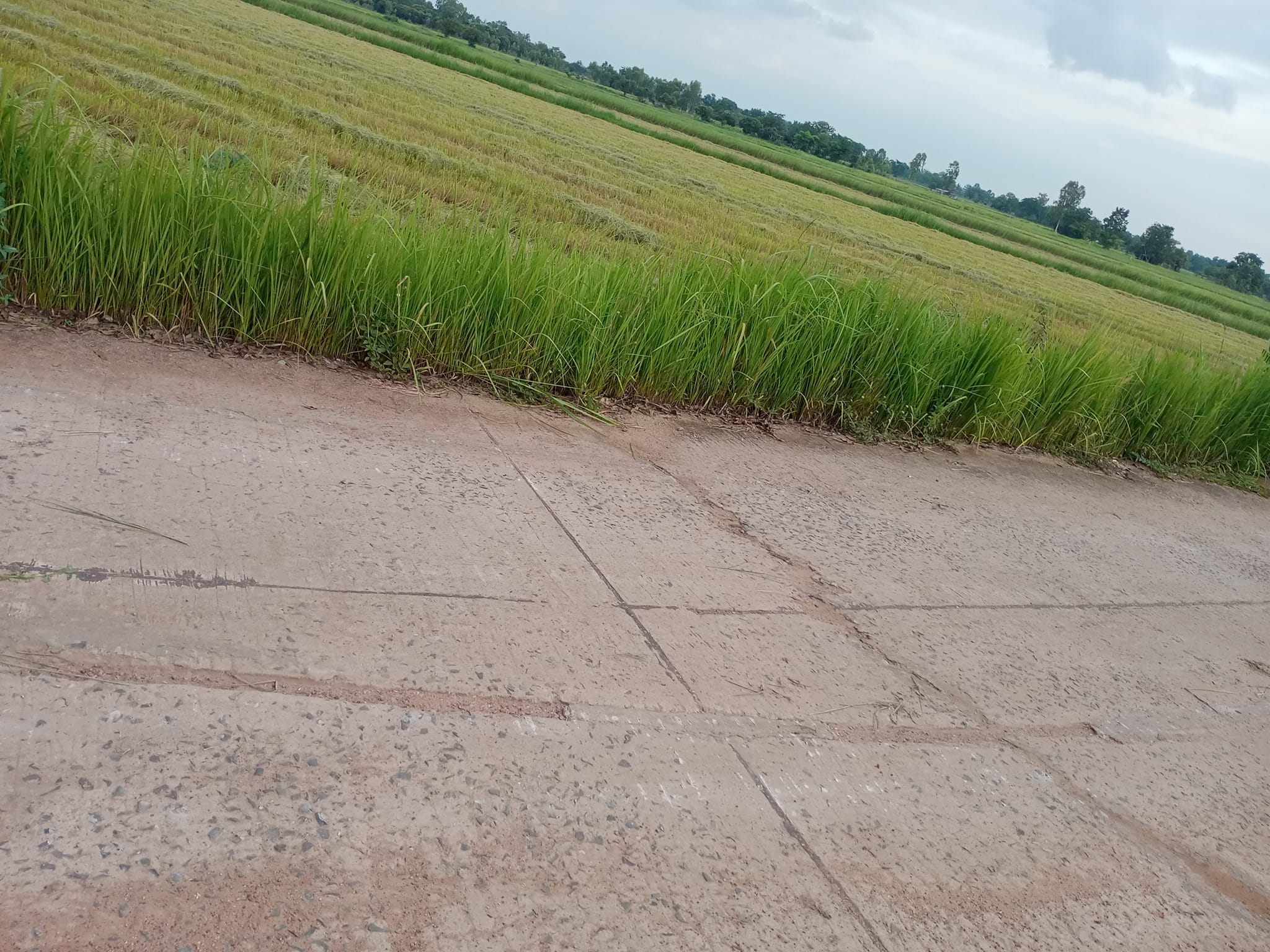 ที่ดินที่นา ยางตลาด กาฬสินธุ์ 4-0-2