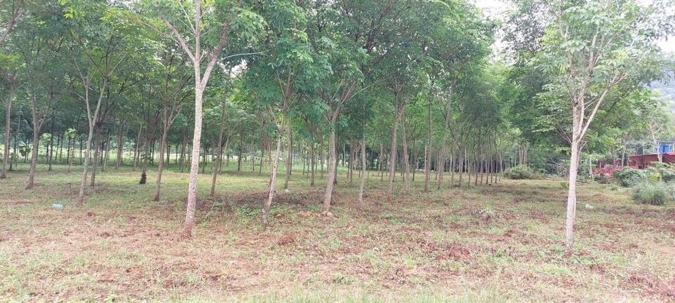 ที่ดินถลางบ้านพารา ถลาง ภูเก็ต 6-1-48.3