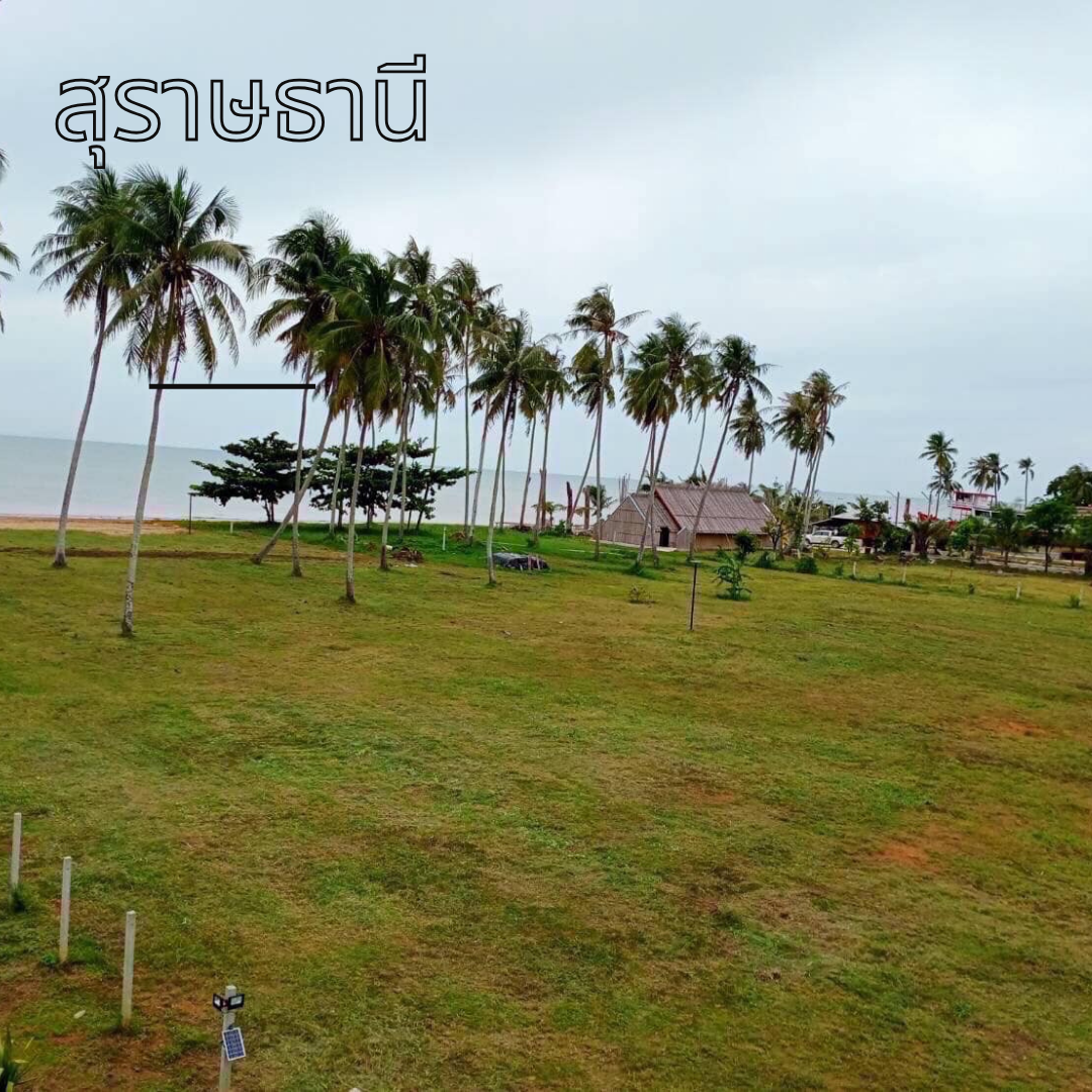 ขายที่ดินสุราษฏร์ธานี  ไชยา ติดทะเล จำนวน 2 ไร่ 40 ตรว 