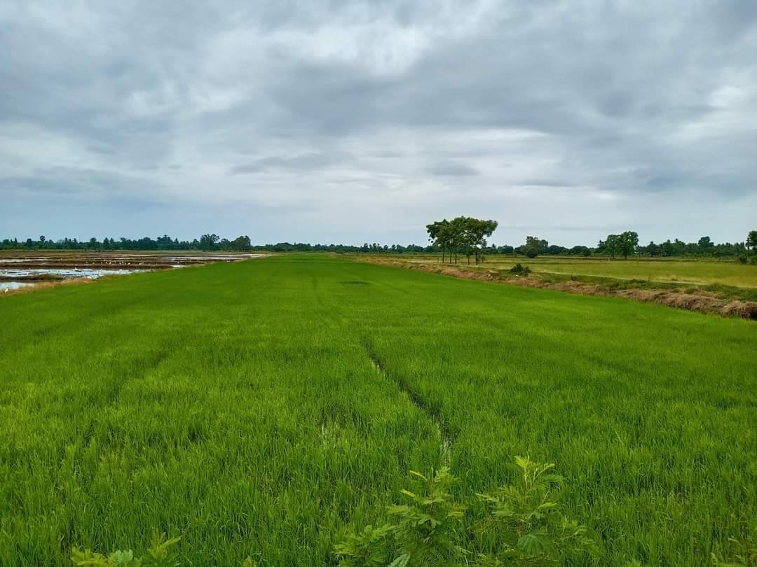 ขายที่ดินที่นา อู่ทอง สุพรรณบุรี 8-3-1.6