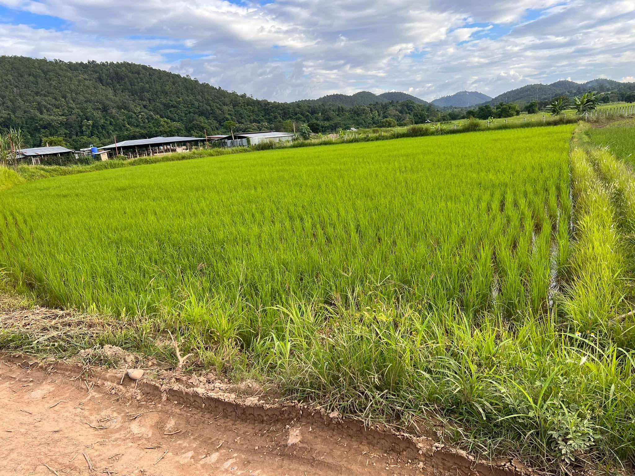 ขายที่ดินถนนเลี่ยงเมือง จ.แม่ฮ่องสอน