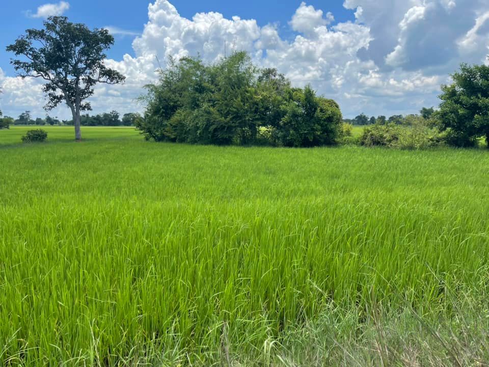 ขายที่ดิน อ.ธวัชบุรี จ.ร้อยเอ็ด 0-3-53 ไร่