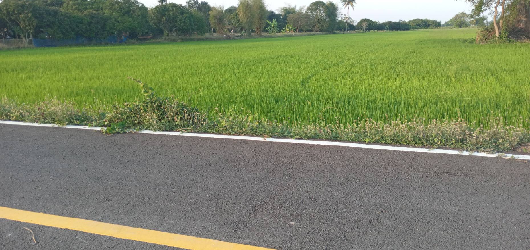 ที่นาทำเกษตร สุพรรณบุรี 9-2-56