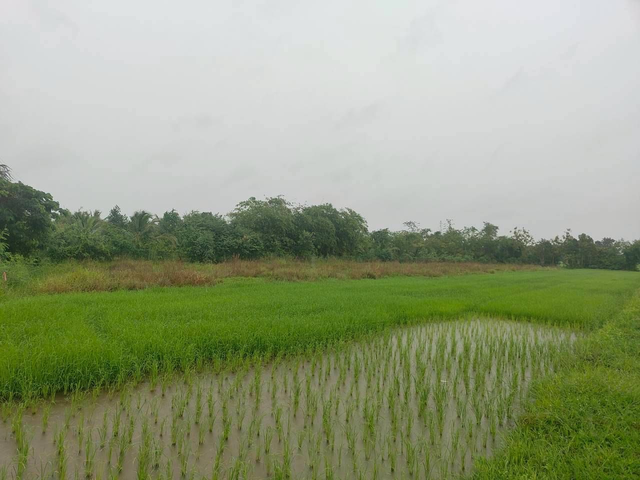 ขายที่ดินขอนแก่น อำเภอเมือง ที่ดินทำเลดี!